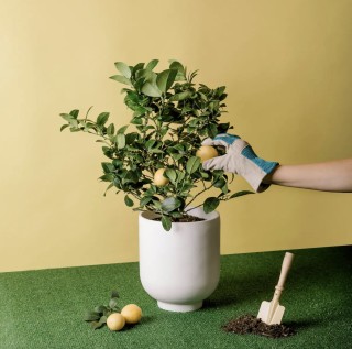 Meyer Lemon Tree