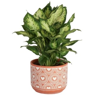 Dieffenbachia Live Indoor Plant