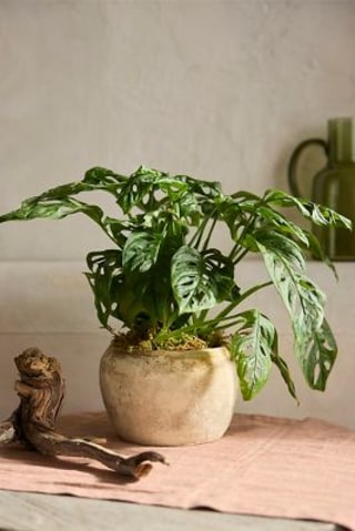 Terrain Monstera Swiss Cheese Plant