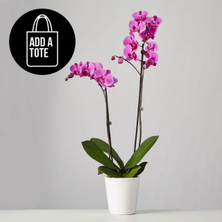 Large Phalaenopsis Orchid