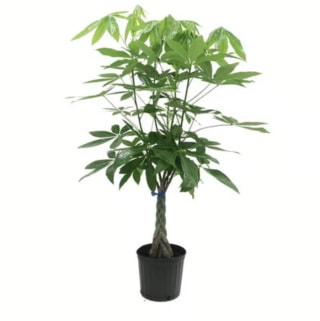 Braided Money Tree in Ceramic Pot (5 Inch)