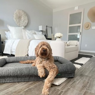 Newton Orthopedic Pet Bed