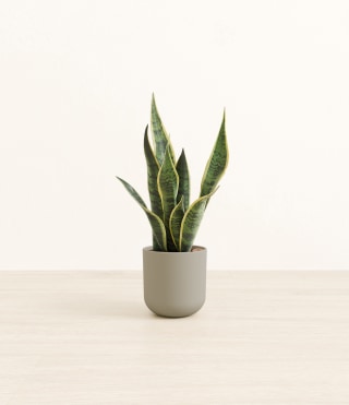 Pothos Plant