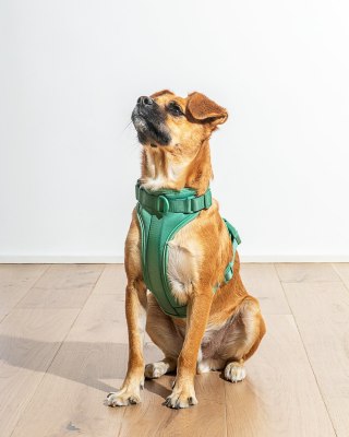 Wild Ones Harness
