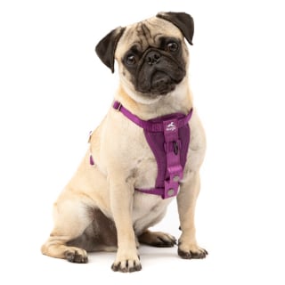 Kurgo Tru-Fit Harness