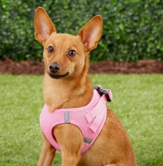 Frisco Small Breed Soft Vest Dog Harness