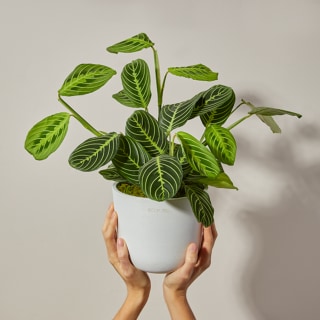 The Bouqs Co. Grateful Plant 