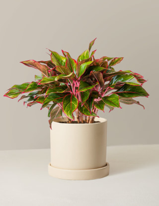 The Sill Aglaonema Siam