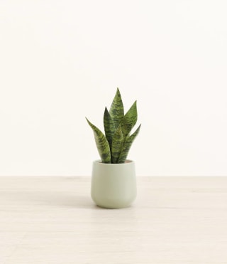 Easyplant Green Snake Plant