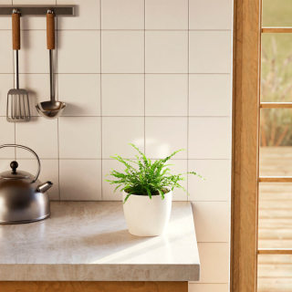 Lively Root Lemon Button Fern