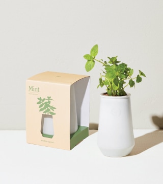 Modern Sprout Tapered Tumbler Grow Kits