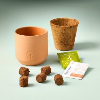 Modern Sprout Tiny Terracotta Garden Kits