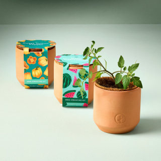Modern Sprout Tiny Terracotta Garden Kits