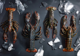 Lobsterboys