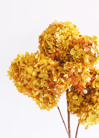 Burnt Orange Preserved Hydrangeas
