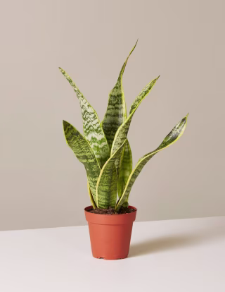 Snake Plant Laurentii