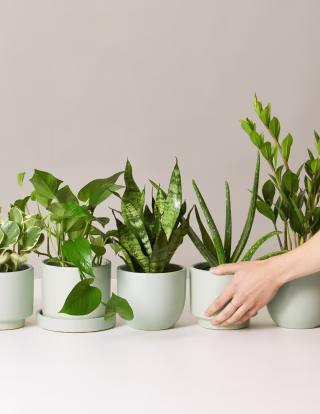 The Sill Plants for Beginners