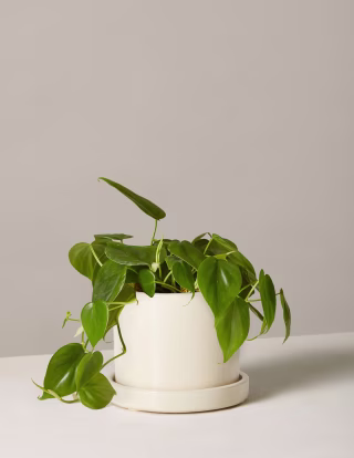 Philodendron Green