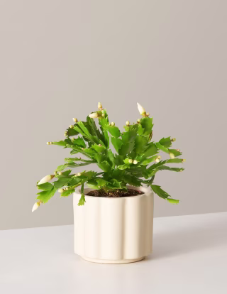 Holiday Cactus