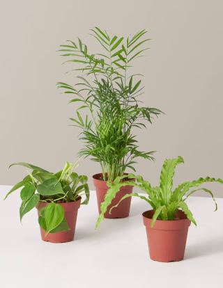 The Sill Plant Parent Set