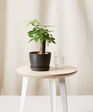 Mini Money Tree