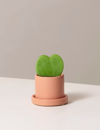 The Sill Plant Delivery