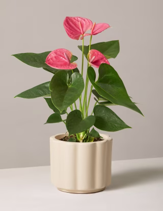 Pink Anthurium. The 6 best indoor plants and how to care for them
