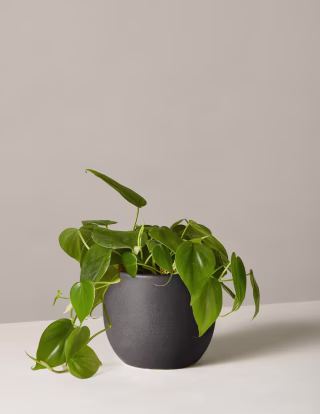 Sansevieria Snake Plant in 6 in. Growers Pot. The 6 best indoor plants and how to care for them