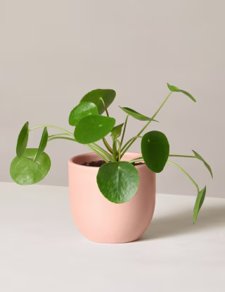 Pilea Peperomioides