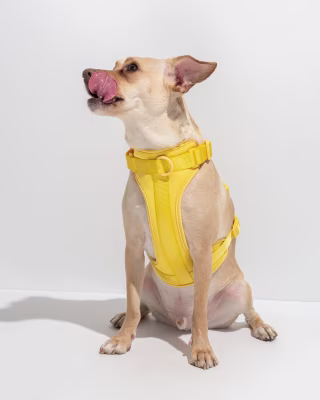 Wild One Harness