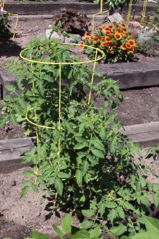 Glamos 5-pack Heavy Duty Tomato Cage