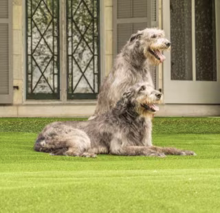Home Depot Lifeproof with Petproof Technology Premium Pet Turf