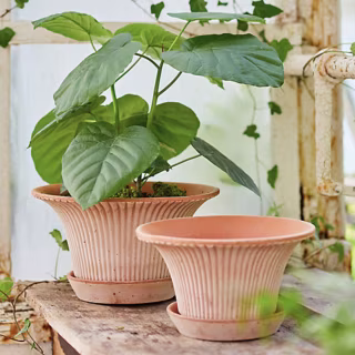 Terrain Bergs Fluttered Pot + Saucer Set