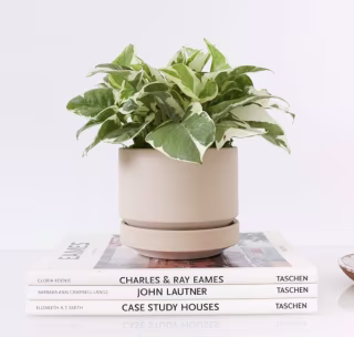 Williams Sonoma Revival Ceramics Two Oatmeal Planter