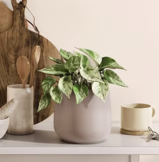 Easyplant Marble Pothos