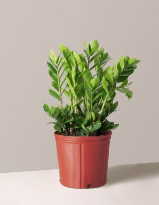 The Sill ZZ Plant