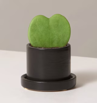Hoya Heart