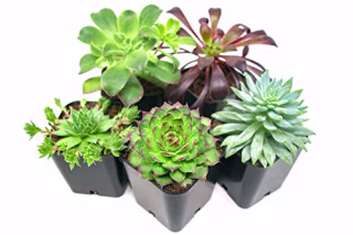 Succulent Plants