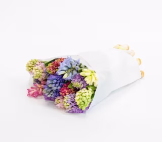 Floom Hyacinth Mixed