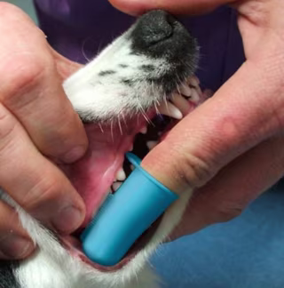 Pet Republique Dog Finger Toothbrush