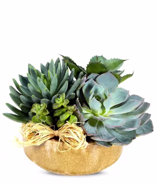 Succulent Dish Garden