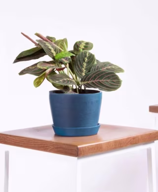 Red Prayer Plant