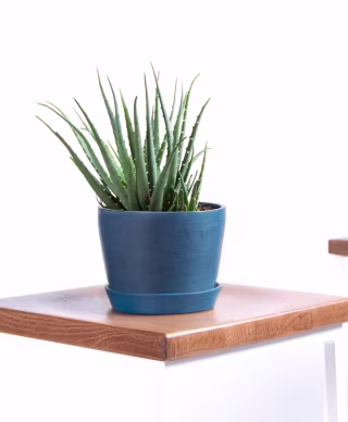 Hedgehog Aloe