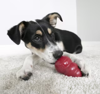 KONG Classic Dog Toy