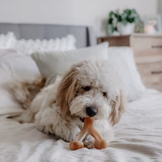 Benebone Rotisserie Chicken Flavor Wishbone Tough Dog Chew Toy