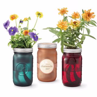 Mason Jar Indoor Flower Garden