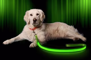 Illumiseen LED Dog Leash - USB Rechargeable - Your Dog Will Be More Visible & Safe - 6 Colors (Red, Blue, Green, Pink, Orange & Yellow) - Perfect to Use with Our Matching Collar (6 Feet, Green)