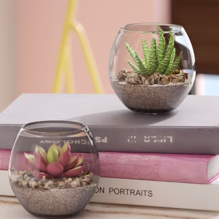 Willa Arlo 2 Piece Succulent Plant in Pot Set
