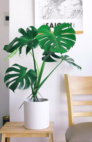 Happily Plants Monstera Deliciosa