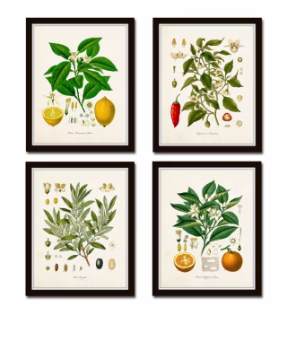 Vintage Fruit Print Set No. 20, Kohler Fruit Prints, Botanical Prints, Vintage Botanical Art, Lemon Print, Olive, Giclee, Art, Kitchen Art